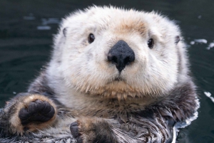 Vancouver Aquarium: Skip-the-Line Ticket