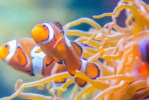 Vancouver Aquarium: Skip-the-Line Ticket