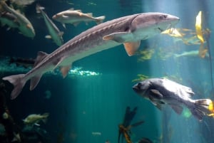 Vancouver Aquarium: Skip-the-Line Ticket