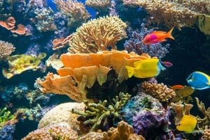 Vancouver Aquarium: Skip-the-Line Ticket