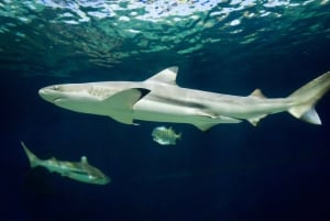 Vancouver Aquarium: Skip-the-Line Ticket