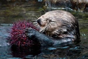 Vancouver Aquarium: Skip-the-Line Ticket