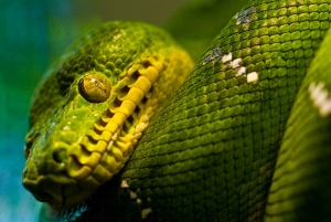 Vancouver Aquarium: Skip-the-Line Ticket