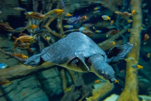 Vancouver Aquarium: Skip-the-Line Ticket