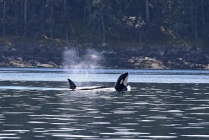 Vancouver, BC: Tour di osservazione delle balene in piccolo zodiaco con guida