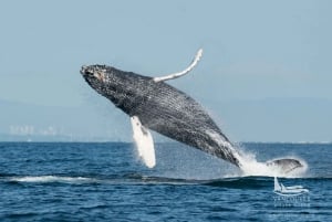Vancouver, BC: Tour di osservazione delle balene in piccolo zodiaco con guida