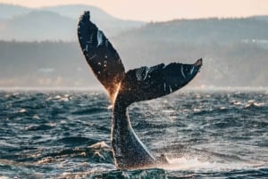 Vancouver, BC: Whale Watching Tour