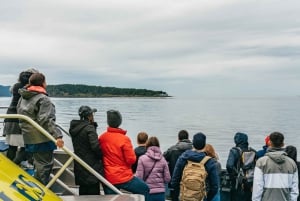 Vancouver, BC: Whale Watching Tour