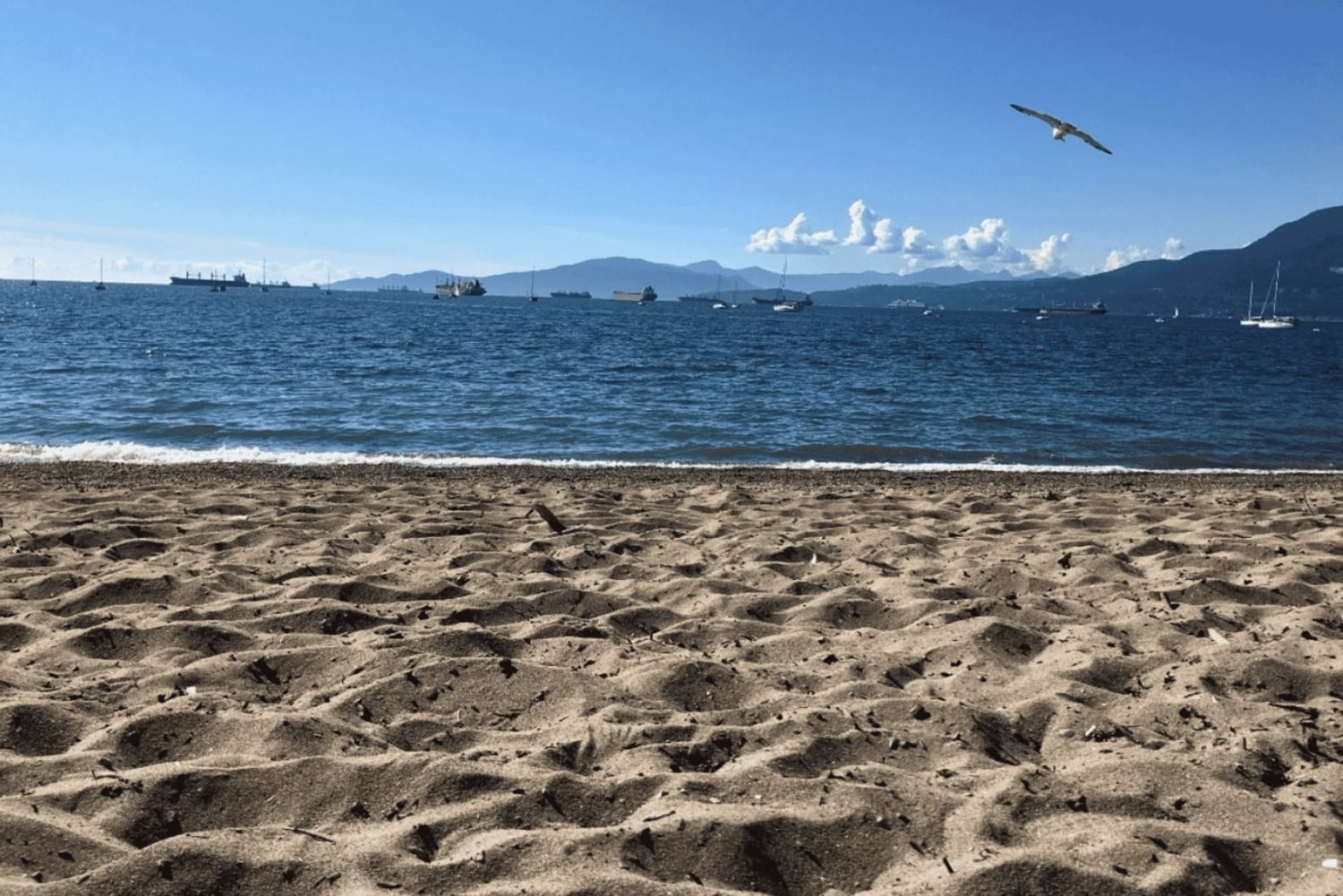 Visita guiada privada a las playas de Vancouver: del mar a la ciudad