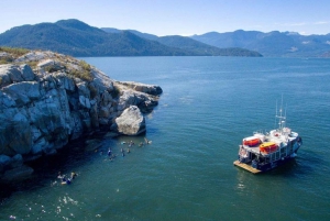 Vancouver: Boat Dive for Certified Divers