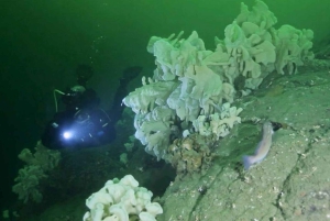 Vancouver: Sukellus veneellä sertifioidulle sukeltajalle, sisältäen säiliön ja painon.