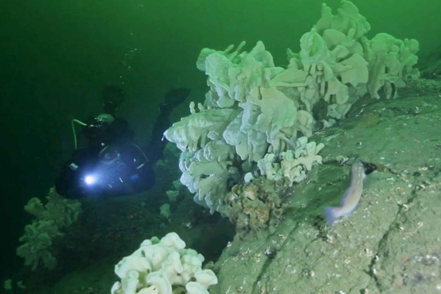 Vancouver: Bootduik voor gebrevetteerde duikers