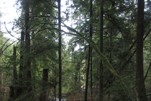 バンクーバー：キャピラノ川孵化場「Love the Land」ツアー