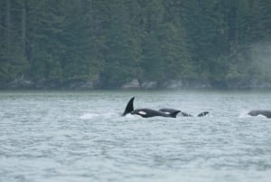 バンクーバー：カタマラン・クジラウォッチングツアー、グランビル・アイランド