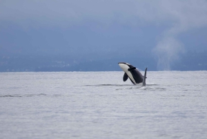 バンクーバー：カタマラン・クジラウォッチングツアー、グランビル・アイランド