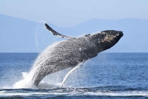 バンクーバー：カタマラン・クジラウォッチングツアー、グランビル・アイランド