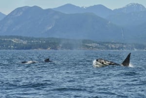 バンクーバー：カタマラン・クジラウォッチングツアー、グランビル・アイランド
