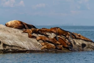 バンクーバー：カタマラン・クジラウォッチングツアー、グランビル・アイランド