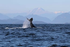 バンクーバー：カタマラン・クジラウォッチングツアー、グランビル・アイランド
