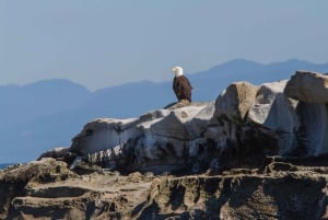 バンクーバー：カタマラン・クジラウォッチングツアー、グランビル・アイランド