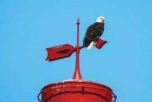 Vancouver: City and Nature Sightseeing RIB Tour