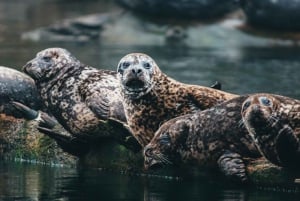 Vancouver: City and Nature Sightseeing RIB Tour