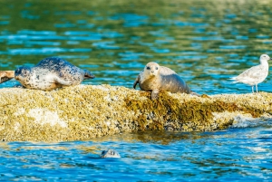 Vancouver: City and Seal Boat Tour