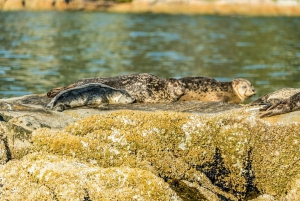 Vancouver: City and Seal Boat Tour