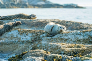 Vancouver: City and Seal Boat Tour