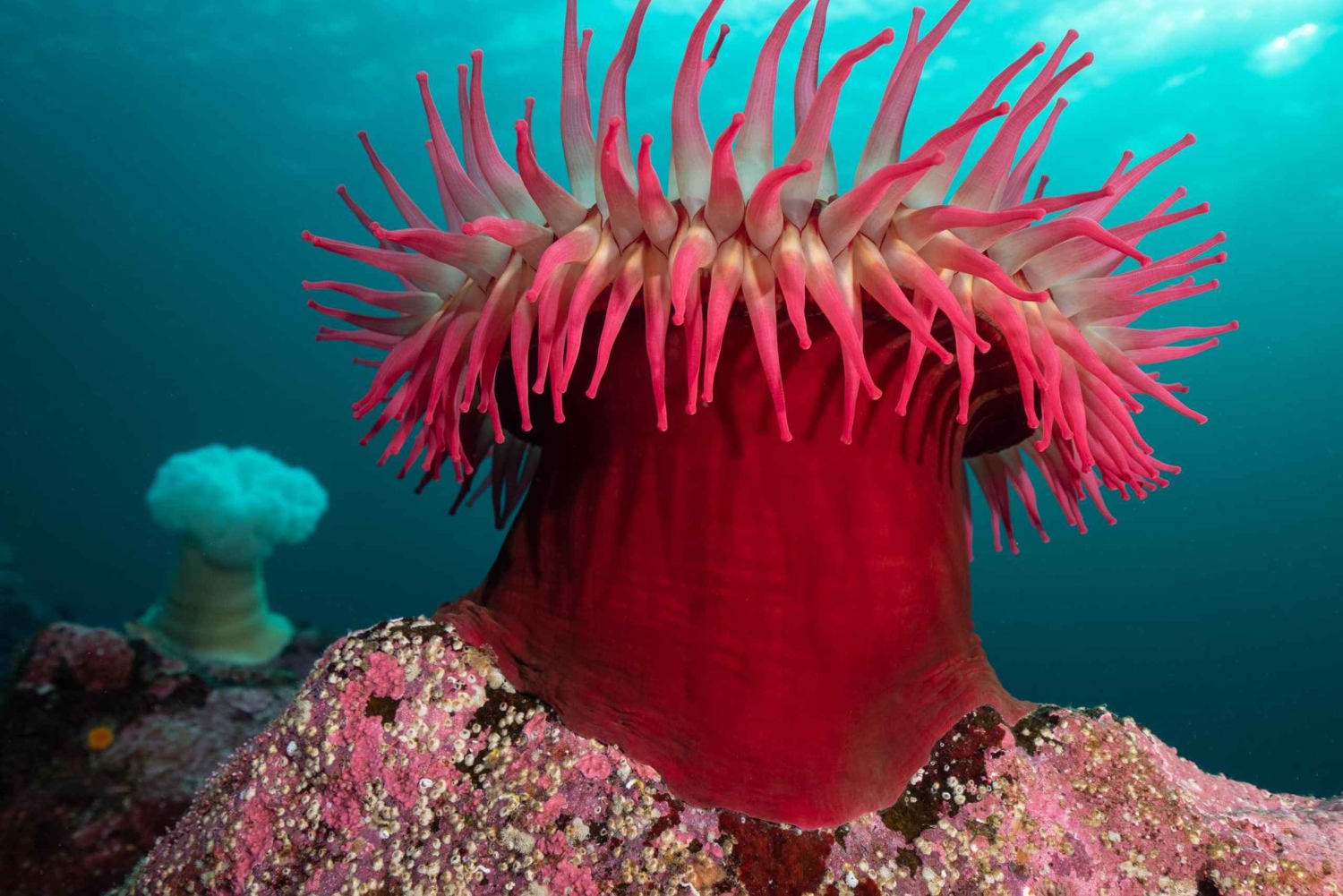 Vancouver: Odkryj najlepsze miejsca do nurkowania z łodzi