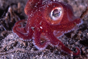 Vancouver: Odkryj najlepsze miejsca do nurkowania z łodzi