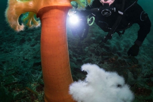 Vancouver: Odkryj najlepsze miejsca do nurkowania z łodzi