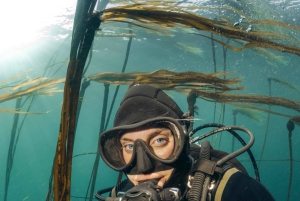 Vancouver: Odkryj najlepsze miejsca do nurkowania z łodzi