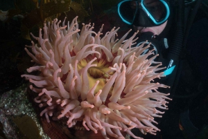 Vancouver: Odkryj najlepsze miejsca do nurkowania z łodzi