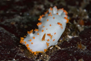 Vancouver: Odkryj najlepsze miejsca do nurkowania z łodzi