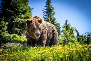Vancouver: Grouse Mountain Admission Ticket