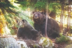Vancouver: Grouse & Lynn Canyon: Opastetut vaelluksen kohokohdat