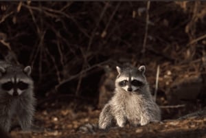 バンクーバー：ハロウィーン トロリー ツアー