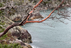 Vancouver: Lighthouse Park Hike