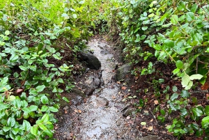 Vancouver: Lighthouse Park Hike