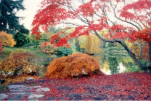 バンクーバー：人類学博物館とバンデューセン庭園ツアーをご案内いたします