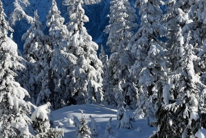 Vancouver: North Shore Mountains Snowshoeing with Transfer