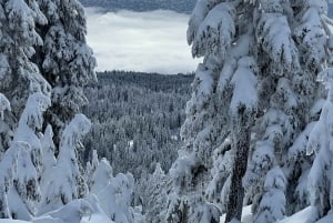 Vancouver: Caminhada na neve nas montanhas de North Shore com traslado