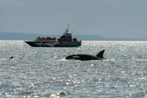 Vancouver: Open-air Whale Watching Tour, Granville Island
