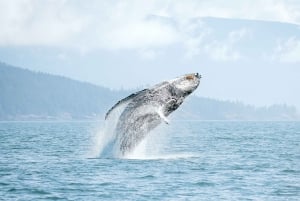 Vancouver: Open-air Whale Watching Tour, Granville Island