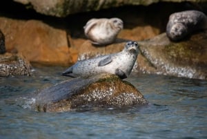 Vancouver: Open-air Whale Watching Tour, Granville Island