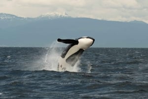 Vancouver: Open-air Whale Watching Tour, Granville Island