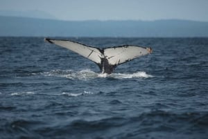 Vancouver: Open-air Whale Watching Tour, Granville Island