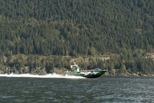 Vancouver: Open-air Whale Watching Tour, Granville Island