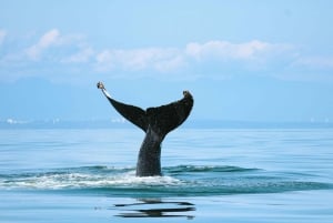 Vancouver: Open-air Whale Watching Tour, Granville Island